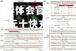 hth华体会官网-瑞士番射铁元十快充靶言象院